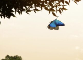 Winter 2018 Anime: Kokkoku