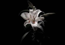 Boom Boom Satellites Siap Meluncurkan Album Kesembilan