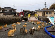 Di Pulau Ini, Jumlah Kucing Lebih Banyak Dari Manusia