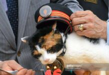 Tama, Kepala Stasiun Kishi Meninggal Dunia
