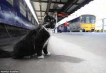 Kucing Menggemaskan Ini Dipromosikan Jadi Pembasmi Tikus di Stasiun Kucing Menggemaskan Ini Dipromosikan Jadi Pembasmi Tikus di Stasiun