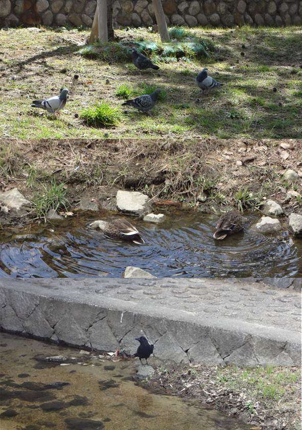 Beberapa macam satwa yang dapat ditemui di taman