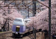 Cantik! Ini Foto-Foto Kereta Api Berlatar Bunga Sakura di Jepang