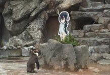 Wow! Penguin Ini Jatuh Cinta dengan Karakter Kemono Friends