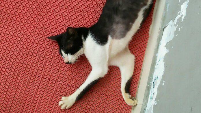 kucing lenteng agung