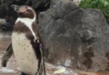 Grape-kun, Penguin Penggemar Hululu “Kemono Friends” Meninggal Dunia