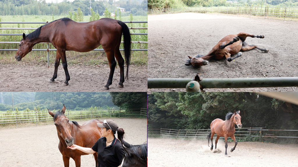 Lariannya Telah Usai, Kuda Pacu Haru Urara Tutup Usia