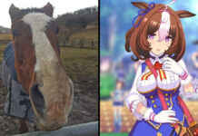 Penggalangan Dana untuk Peternakannya Meisho Doto Telah Menembus Lebih dari 90 Juta Yen Meisho Doto